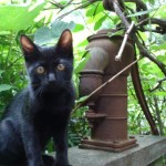 猫蔵